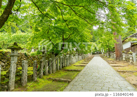 岐阜県揖斐川町 新緑の谷汲山華厳寺灯籠の立ち並ぶ参道 岐阜県揖斐川町 新緑の谷汲山華厳寺灯籠の立ち並ぶ参道 116840146