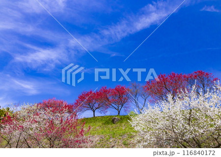 阿智村の花桃 116840172