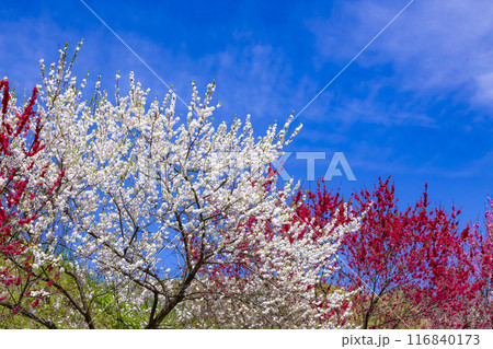 阿智村の花桃 116840173