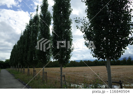 並木道の風景_美瑛 並木道の風景_美瑛 116840504
