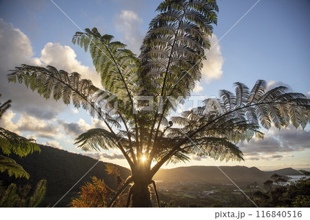 日の出前の奄美の東の空 116840516