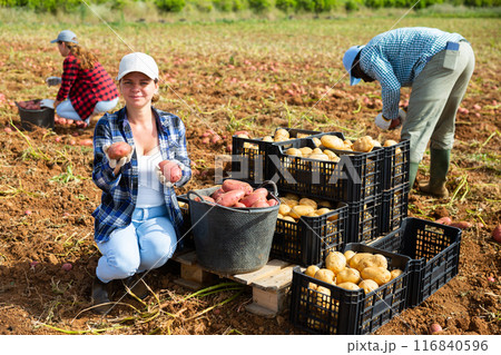Satisfied female farmer posing with harvested potatoes in field 116840596