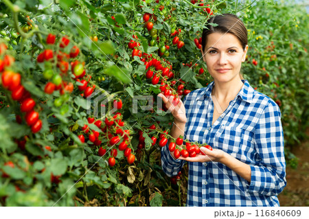 Woman farmer with cherry tomatoes in greenhouse Woman farmer with cherry tomatoes in greenhouse 116840609