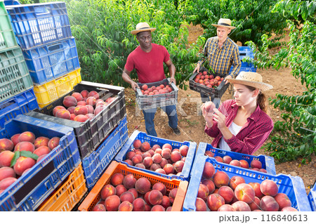 Female owner of orchard checks quality of peaches in crates after harvesting from trees Female owner of orchard checks quality of peaches in crates after harvesting from trees 116840613
