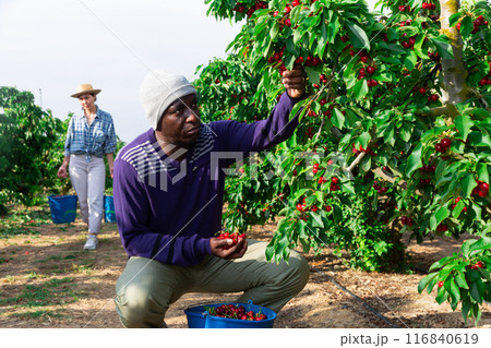 Male owner of citrus farm gathering harvest of ripe cherry Male owner of citrus farm gathering harvest of ripe cherry 116840619