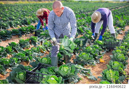 Man farmer picking green cabbage at a vegetable farm 116840622