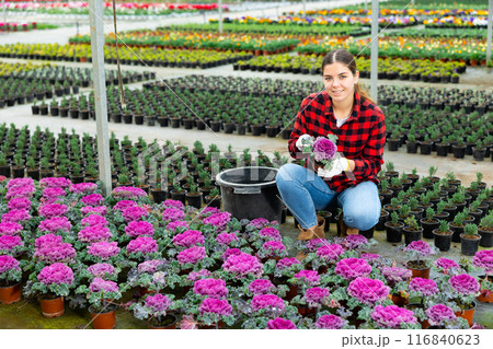Portrait of woman gardener holding pot with flowers Brassicaceae in greenhouse Portrait of woman gardener holding pot with flowers Brassicaceae in greenhouse 116840623