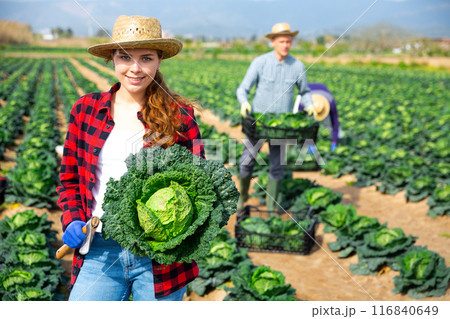 Young female farmer harvesting fresh savoy cabbage 116840649