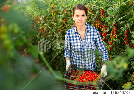 Female farmer stacking boxes with harvested grape tomatoes in greenhouse 116840708