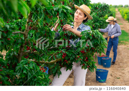 Asian woman working at the farm Asian woman working at the farm 116840840