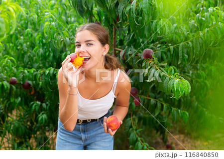 Satisfied girl tastes ripe peach in an orchard 116840850
