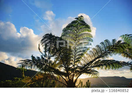 日の出前の奄美の東の空 116840852