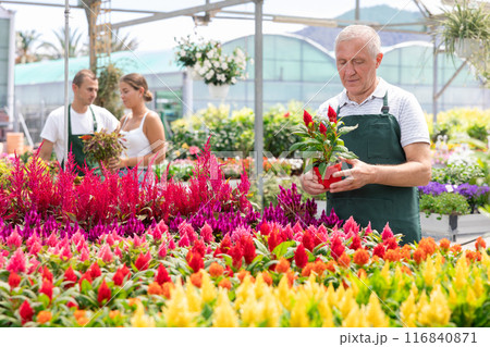 Mature male employee of garden shopping center inspects product, pot with celosia. 116840871