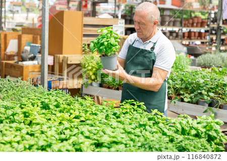 Elderly male seller holding basil in pot Elderly male seller holding basil in pot 116840872