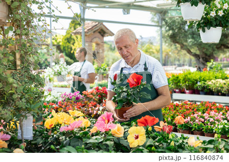 Skilled focused elderly male florist in apron caring about potted hibiscus flowers 116840874