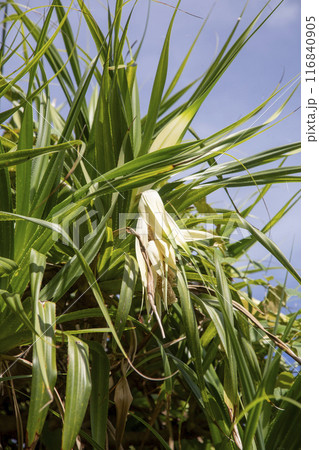 日の出前の奄美の東の空 116840905