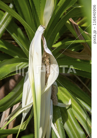 日の出前の奄美の東の空 116840906