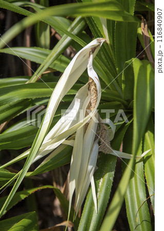 日の出前の奄美の東の空 116840907
