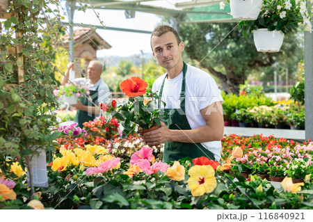Male employee of garden shopping center inspects product, pot with hibiscus. Male employee of garden shopping center inspects product, pot with hibiscus. 116840921