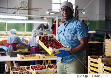 Man working in cherry warehouse 116840922