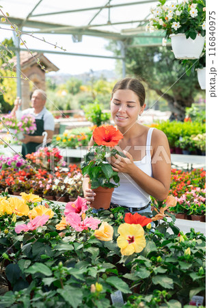 Girl chooses hibiscus flowers in greenhouse for her country house 116840975