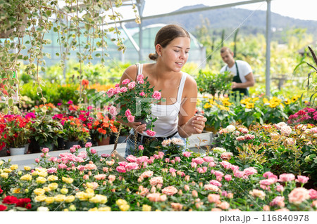 Girl walks through exhibition of ornamental plants, examines rose in showcase Girl walks through exhibition of ornamental plants, examines rose in showcase 116840978