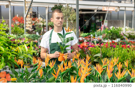 Man changes arrangement of pots with Strelitzia and improves appearance flowers Man changes arrangement of pots with Strelitzia and improves appearance flowers 116840990