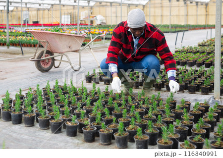 African american man greenhouse worker checking rosemary African american man greenhouse worker checking rosemary 116840991