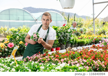 Male employee of garden shopping center inspects product, pot with begonia. 116840994