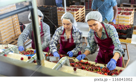 Women are sorting cherries 116841002