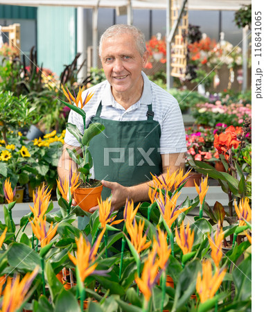 Mature male employee of garden shopping center inspects product, pot with strelizia. 116841065