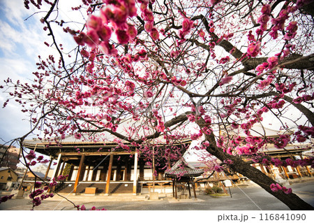 興正寺の梅の木 興正寺の梅の木 116841090