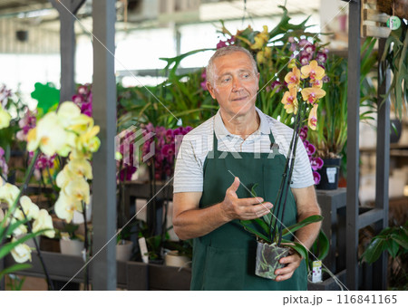 Mature male employee of garden shopping center inspects product, pot with orchid. Mature male employee of garden shopping center inspects product, pot with orchid. 116841165