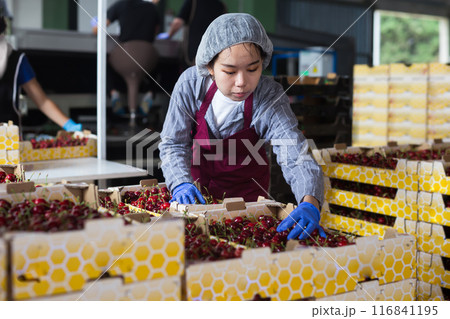 Warehouse female worker sorts boxes with cherries at warehouse Warehouse female worker sorts boxes with cherries at warehouse 116841195