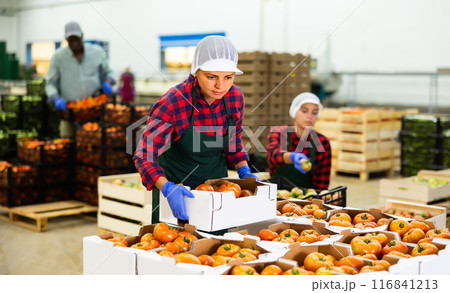 Young woman farmer puts crates of tomatoes on top of each other 116841213