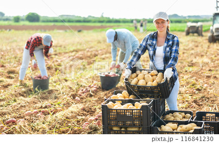 Female farmer arranging in stack boxes with potatoes on farm field 116841230