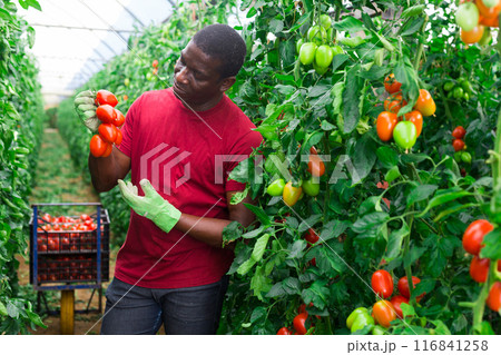 Aframerican farm worker gathering crop of tomatoes in hothouse Aframerican farm worker gathering crop of tomatoes in hothouse 116841258