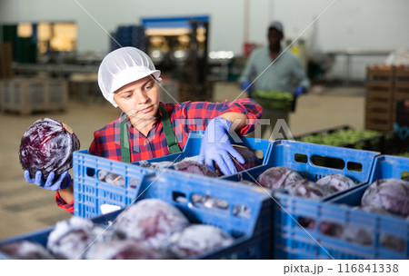Young woman farmer inspects cabbage from crates 116841338