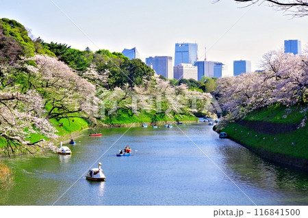 千鳥ケ淵の絶景、お堀と満開の桜 千鳥ケ淵の絶景、お堀と満開の桜 116841500