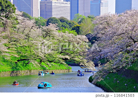 都内の人気お花見スポット「北の丸公園」 都内の人気お花見スポット「北の丸公園」 116841503