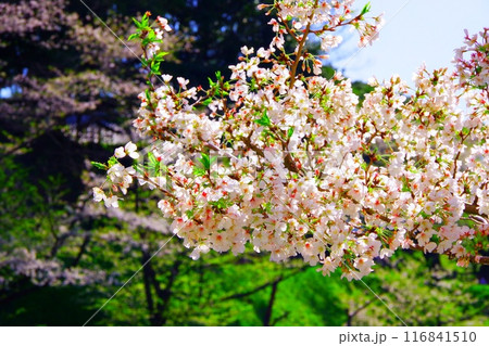 九段下に行ったらお花見を楽しむしかない 九段下に行ったらお花見を楽しむしかない 116841510