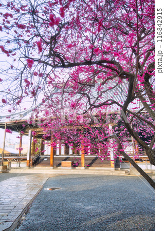 興正寺の梅の木 雪景色 116842915