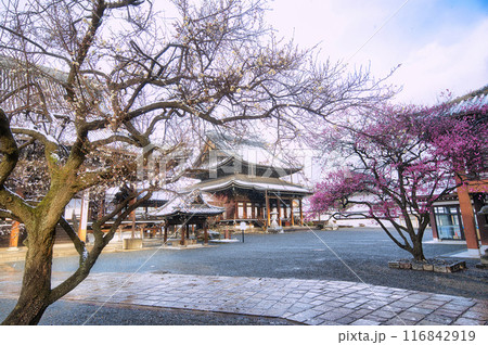 興正寺の梅の木 雪景色 116842919