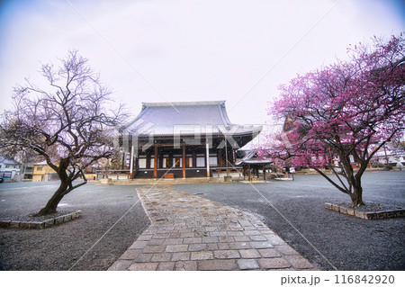 興正寺の梅の木 雪景色 116842920