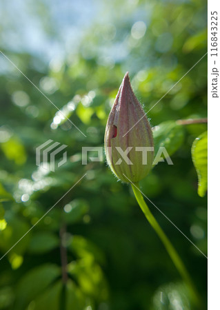 虫食いの蕾も美しい花。クレマチス「さぬき王妃」。花言葉は「精神の美」「旅人の喜び」「甘い束縛」。 虫食いの蕾も美しい花。クレマチス「さぬき王妃」。花言葉は「精神の美」「旅人の喜び」「甘い束縛」。 116843225