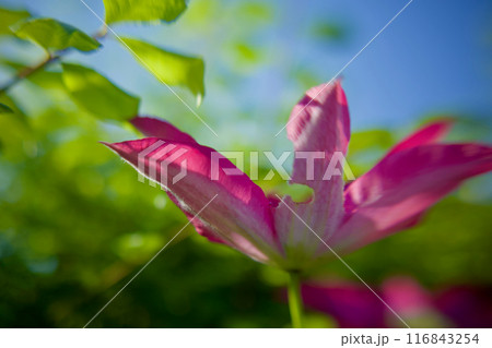 虫食いの蕾も美しい花。クレマチス「さぬき王妃」。花言葉は「精神の美」「旅人の喜び」「甘い束縛」。 116843254