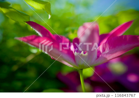 虫食いの蕾も美しい花。クレマチス「さぬき王妃」。花言葉は「精神の美」「旅人の喜び」「甘い束縛」。 116843767