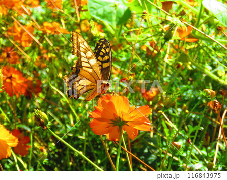 キバナコスモスと遊ぼう 116843975