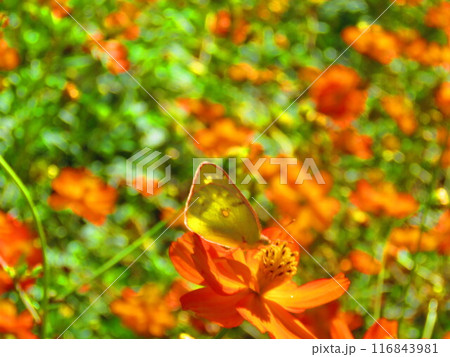 キバナコスモスと遊ぼう 116843981