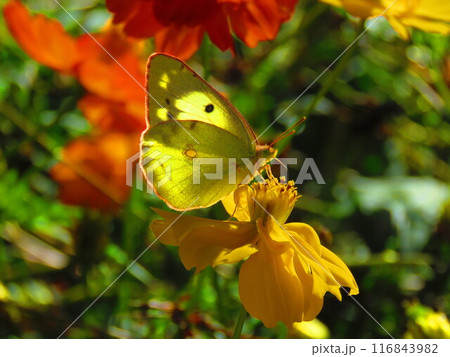 キバナコスモスと遊ぼう 116843982